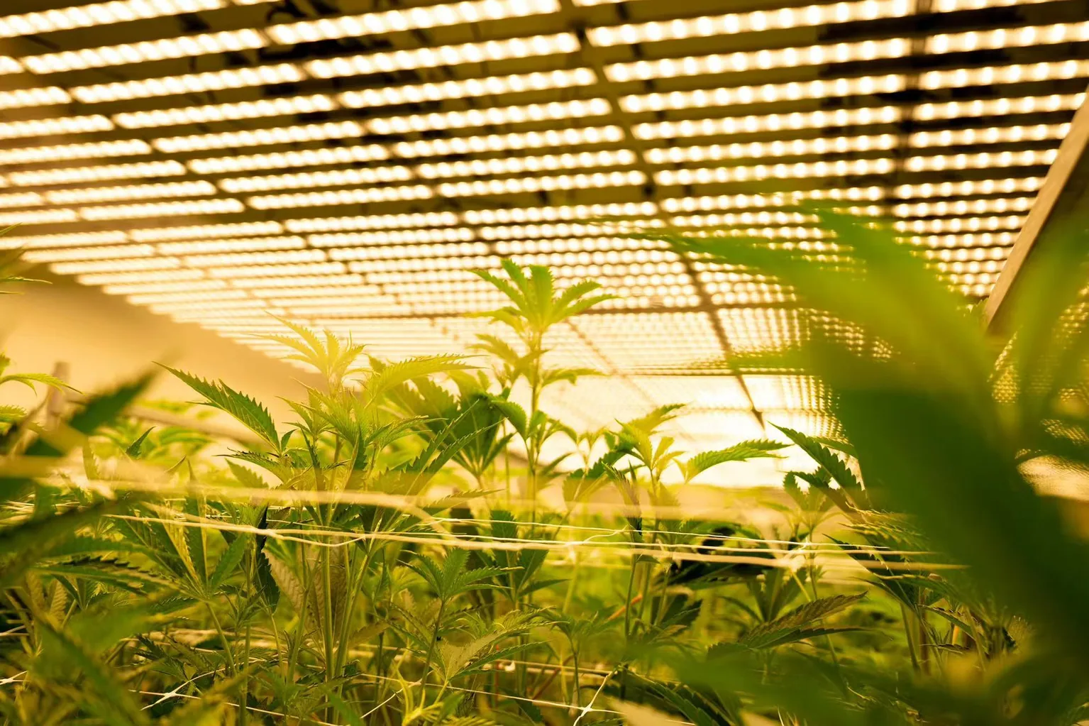 ESTTECH LED fixtures inside commercial greenhouse